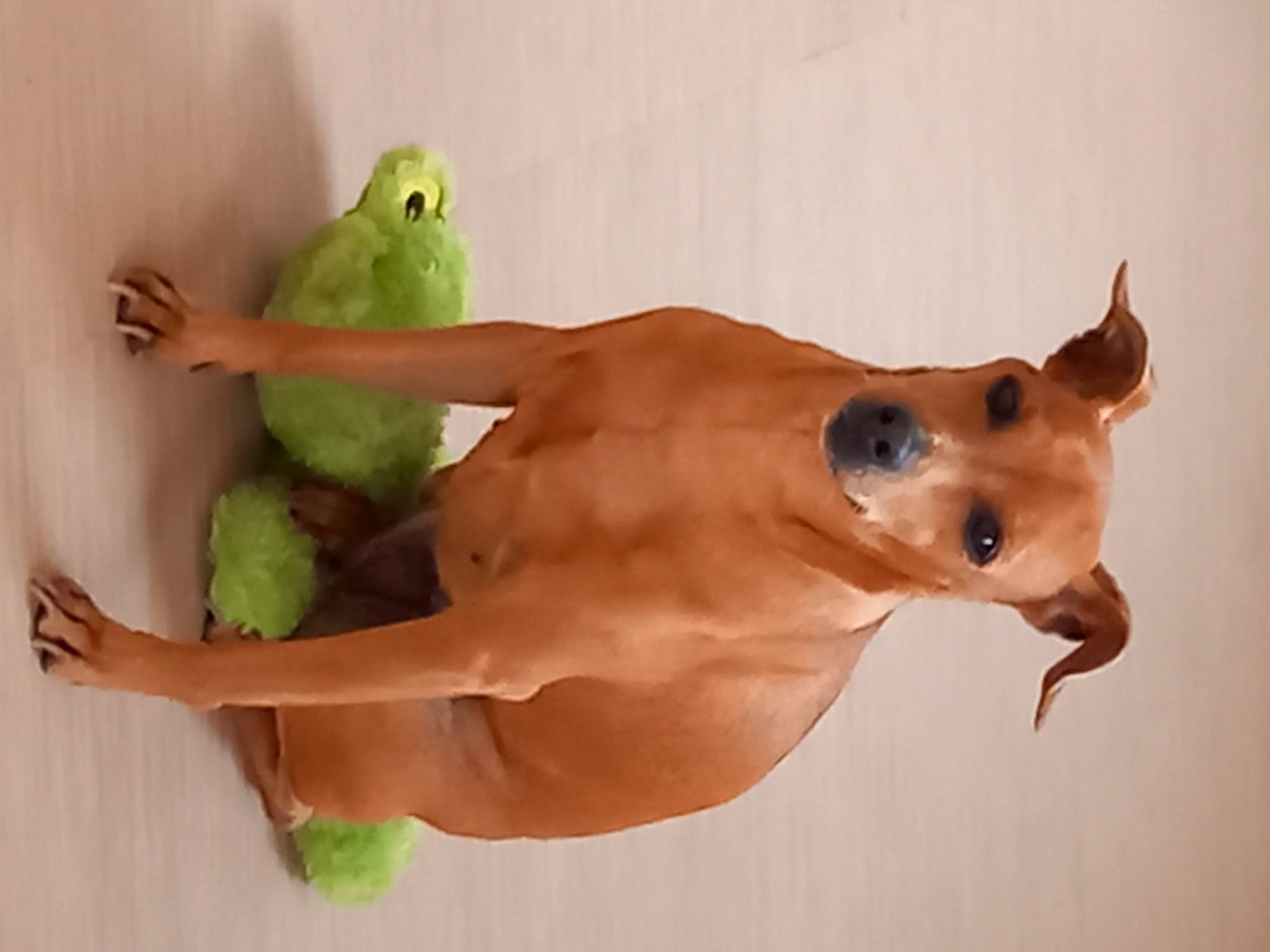 Engie a rejoint le concours — aidez-le/la à gagner de superbes lots ! abdomen, amphibian, art, barechested, chest, dog_breed, gesture, human_body, nail, plastic, stuffed_toy, tail, thumb, toy, trunk, whiskers, wrist