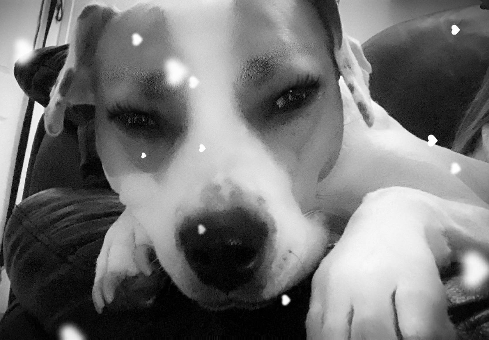 Taylin is registered to the contest to win money with this photo: black_and_white, bored, canidae, carnivore, companion_dog, dog, dog_breed, jaw, monochrome, monochrome_photography, snout, style, whiskers, working_animal, working_dog