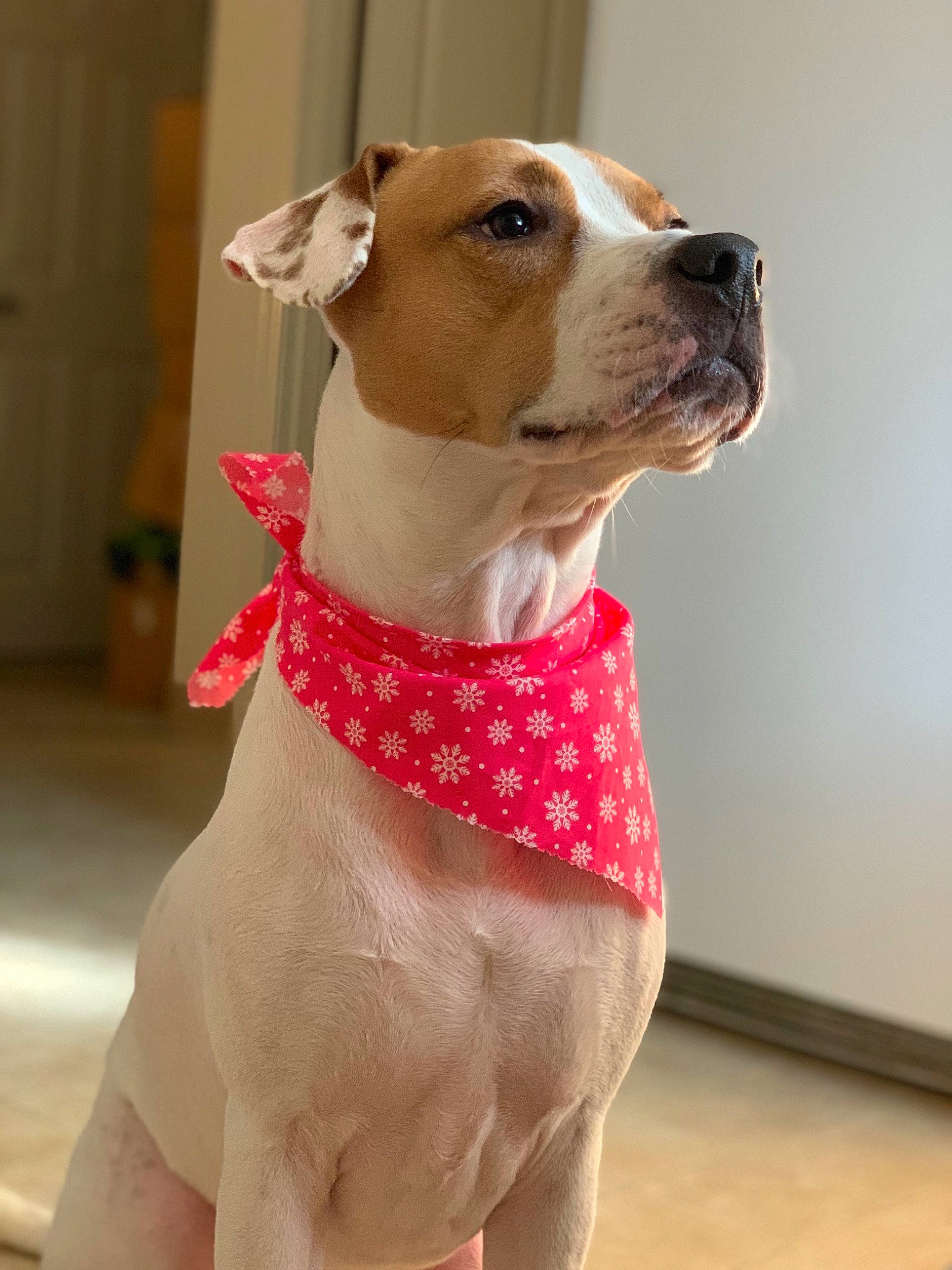 Taylin is registered to the contest to win money with this photo: canidae, carnivore, collar, companion_dog, dog, dog_breed, dog_collar, dog_supply, fawn, liver, mammal, neck, pattern, peach, pet_supply, snout, sporting_group, whiskers, working_animal, working_dog