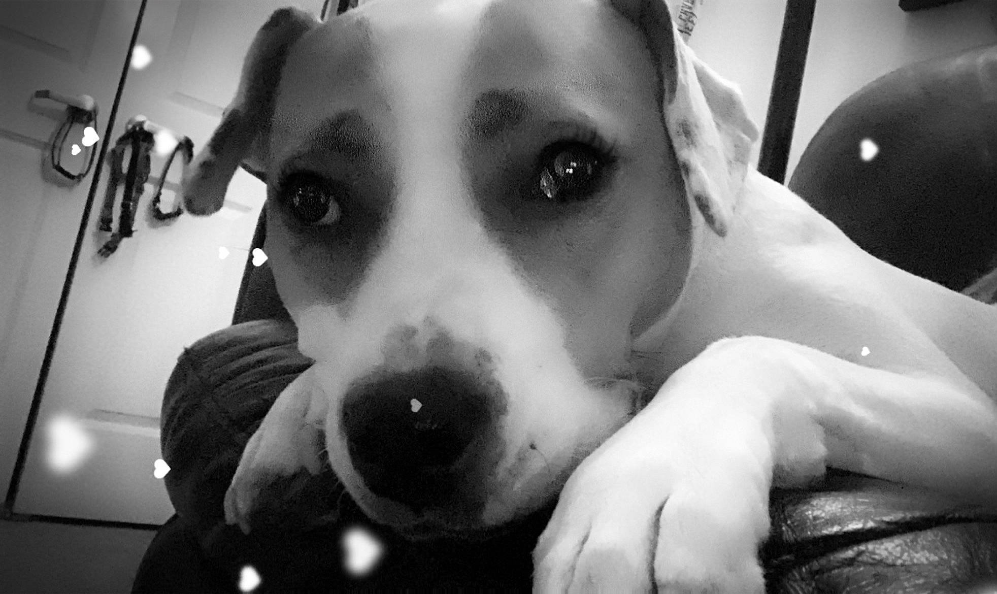 Taylin joined the competition — help win amazing prizes! black_and_white, canidae, carnivore, companion_dog, dog, dog_breed, monochrome, monochrome_photography, nail, snout, sporting_group, style, whiskers, working_animal, working_dog