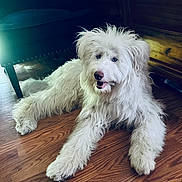 Sophie joined the competition — help win amazing prizes! animal, canine, close_up, companion, cute, dog, domestic_animal, fluffy, friendly, fur, furniture, happy, indoor, laying_down, living_room, pet, portrait, relaxed, white_dog, wooden_floor