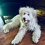 animal, canine, close_up, companion, cute, dog, domestic_animal, fluffy, friendly, fur, furniture, happy, indoor, laying_down, living_room, pet, portrait, relaxed, white_dog, wooden_floor
