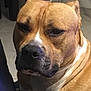 Nox a rejoint le concours — aidez-le/la à gagner de superbes lots ! american_pit_bull_terrier, american_staffordshire_terrier, bulldog, carnivoran, dog, dog_breed, dog_breed_group, dog_like_mammal, fawn, pit_bull, snout, valley_bulldog