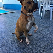 Nox a rejoint le concours — aidez-le/la à gagner de superbes lots ! american_pit_bull_terrier, american_staffordshire_terrier, carnivoran, dog, dog_breed, dog_breed_group, dog_like_mammal, snout