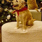 Gaston participe au concours pour gagner de l'argent avec cette photo : dog, cat, christmas_tree, ornaments, lights, red_bandana, scruffy_dog, ginger_cat, ottoman, cozy, indoor, holiday, decorations, pet, furry, smiling_dog, furniture, festive, warm_lighting, animal