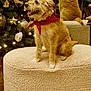 animal, cat, christmas_tree, cozy, decorations, dog, festive, furniture, furry, ginger_cat, holiday, indoor, lights, ornaments, ottoman, pet, red_bandana, scruffy_dog, smiling_dog, warm_lighting