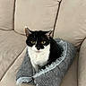 Bashful is registered to the contest to win money with this photo: animal, black_and_white, cat, comfortable, couch, cozy, domestic, ears, eyes, fabric_bed, feline, fur, home, indoor, pet, relaxed, resting, sitting, sofa, whiskers