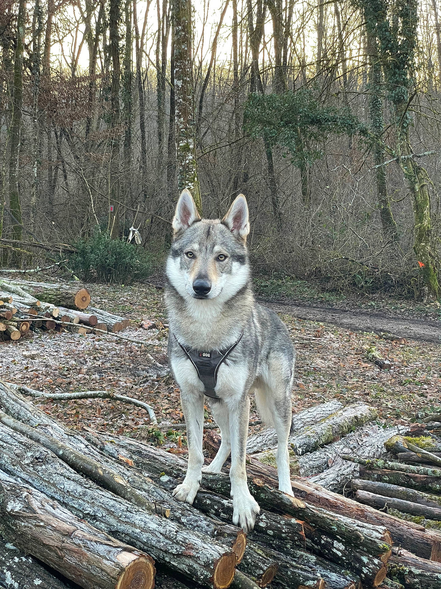 Sherlock a rejoint le concours — aidez-le/la à gagner de superbes lots ! animal, canine, dog, grove, husky, jungle, land, nature, outdoors, pet, plant, puppy, rainforest, rock, soil, tree, vegetation, wilderness, wood, woodland