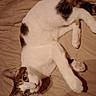 Cal is registered to the contest to win money with this photo: animal, black_patches, brown_patches, cat, cozy, curious, cute, domestic_cat, ears, feline, green_eyes, indoor, lying_down, paw, pet, quilt, relaxed, sleepy, whiskers, white_fur