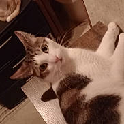 Cal is registered to the contest to win money with this photo: cat, indoor, furniture, wood, animal, pet, curious, resting, cozy, brown, white, tabby, eyes, looking, mammal, domestic, floor, table, relaxed, companion