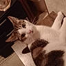 cat, indoor, furniture, wood, animal, pet, curious, resting, cozy, brown, white, tabby, eyes, looking, mammal, domestic, floor, table, relaxed, companion