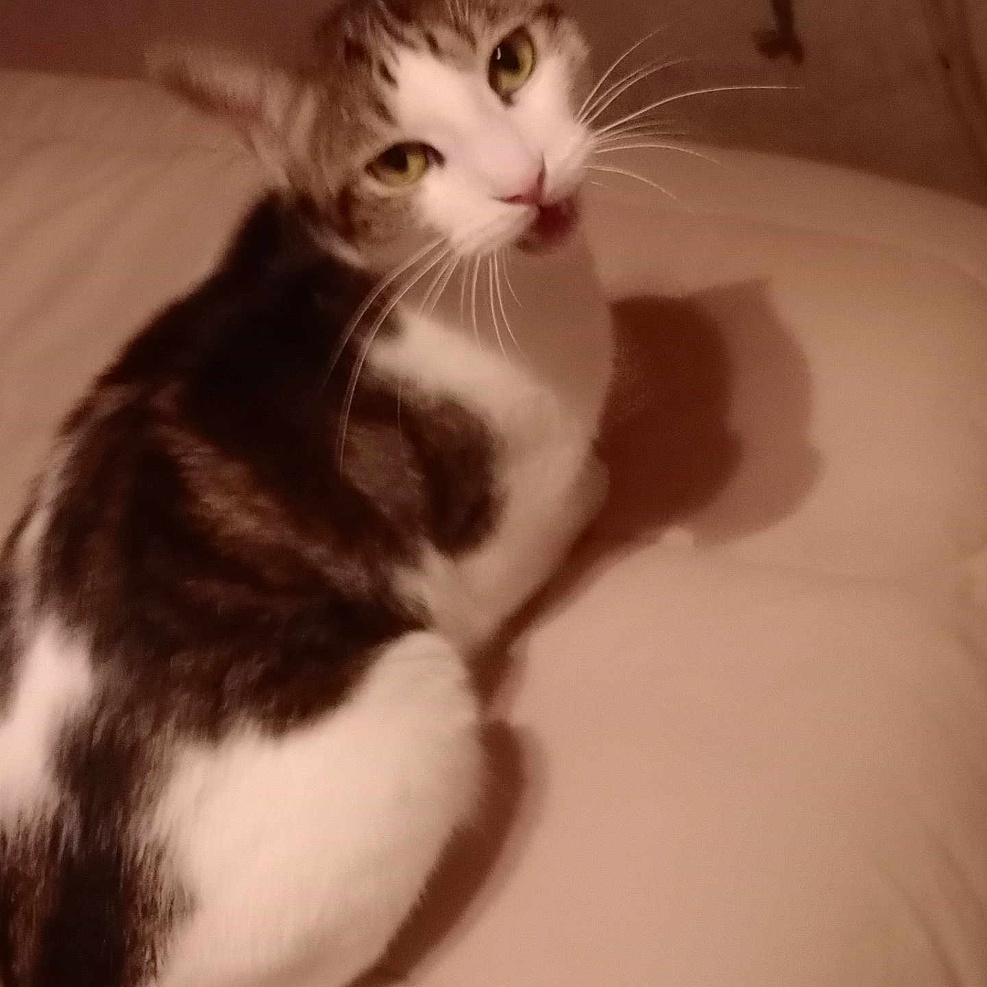 Cal joined the competition — help win amazing prizes! cat, tabby, white_fur, pet, animal, indoor, beige, couch, whiskers, curious, feline, mammal, portrait, looking_back, shadow, cute, domestic, fur_pattern, relaxed, closeup