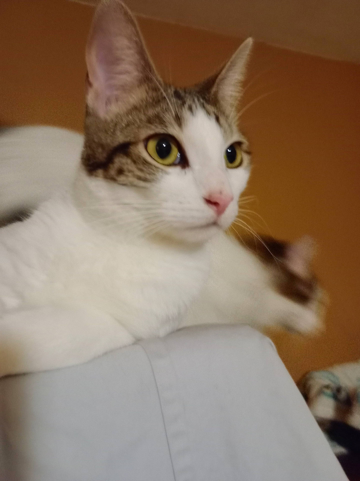 Cal