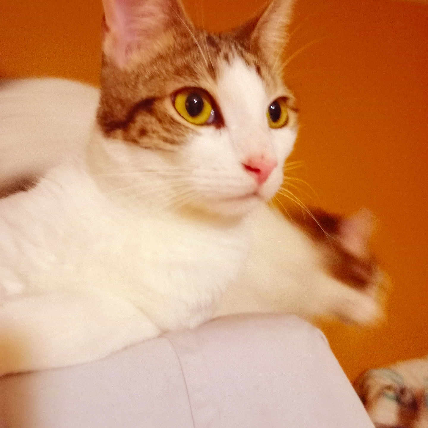 Cal