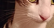 Cal joined the competition — help win amazing prizes! animal, cat, close_shot, close_up, curious, domestic_animal, eye_detail, face, feline, focused, fur, green_eyes, indoor, nose, pet, portrait, soft_light, tabby, whiskers, white_fur