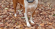 Kaylee Dawn joined the competition — help win amazing prizes! animal, autumn_leaves, brown_and_white_dog, canine, collar, curious, daylight, dog, fall, ground, house, leaf_litter, looking_away, nature, outdoor, pet, side_view, tree_trunk, truck, yard