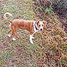 Kaylee Dawn joined the competition — help win amazing prizes! animal, brown, bushes, canine, collar, curious, daytime, dog, fall, field, grass, ground, leaf, leash, nature, outdoor, path, pet, walk, white