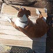 Kaylee Dawn is registered to the contest to win money with this photo: animal, backyard, brown_and_white, canine, collar, daytime, dirt, dog, nature, outdoor, paw, pet, relaxed, resting, shadow, solar_light, step, sunlight, wood, wooden_deck