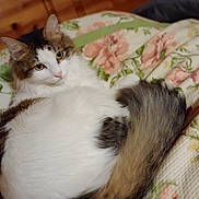 Momma joined the competition — help win amazing prizes! animal, blanket, cat, cozy, cute, domestic, floral_pattern, fluffy, fur, indoor, looking_back, mammal, pet, relaxed, resting, soft, tail, whiskers, wooden_wall, yellow_eyes