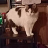 Momma joined the competition — help win amazing prizes! animal, blurred_background, brown, cat, companion, cute, domestic, fluffy, fur, furniture, household, indoor, mammal, pet, standing, tabby, table, whiskers, white, wooden_paneling