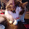 Momma is registered to the contest to win money with this photo: animal, blurred_background, brown, cat, closeup, curious, domestic, ears, eyes, face, feline, fur, indoor, looking, mammal, pet, pink_nose, table, whiskers, white