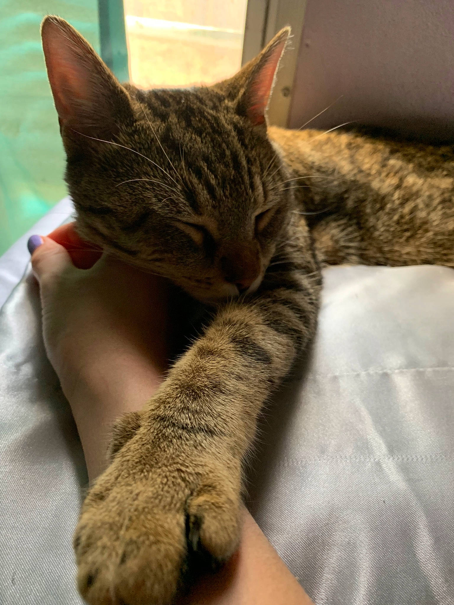 Forrest is registered to the contest to win money with this photo: asian, california_spangled, carnivore, cat, claw, domestic_short_haired_cat, dragon_li, european_shorthair, fawn, felidae, fur, kitten, nap, paw, sleep, small_to_medium_sized_cats, snout, tabby_cat, whiskers