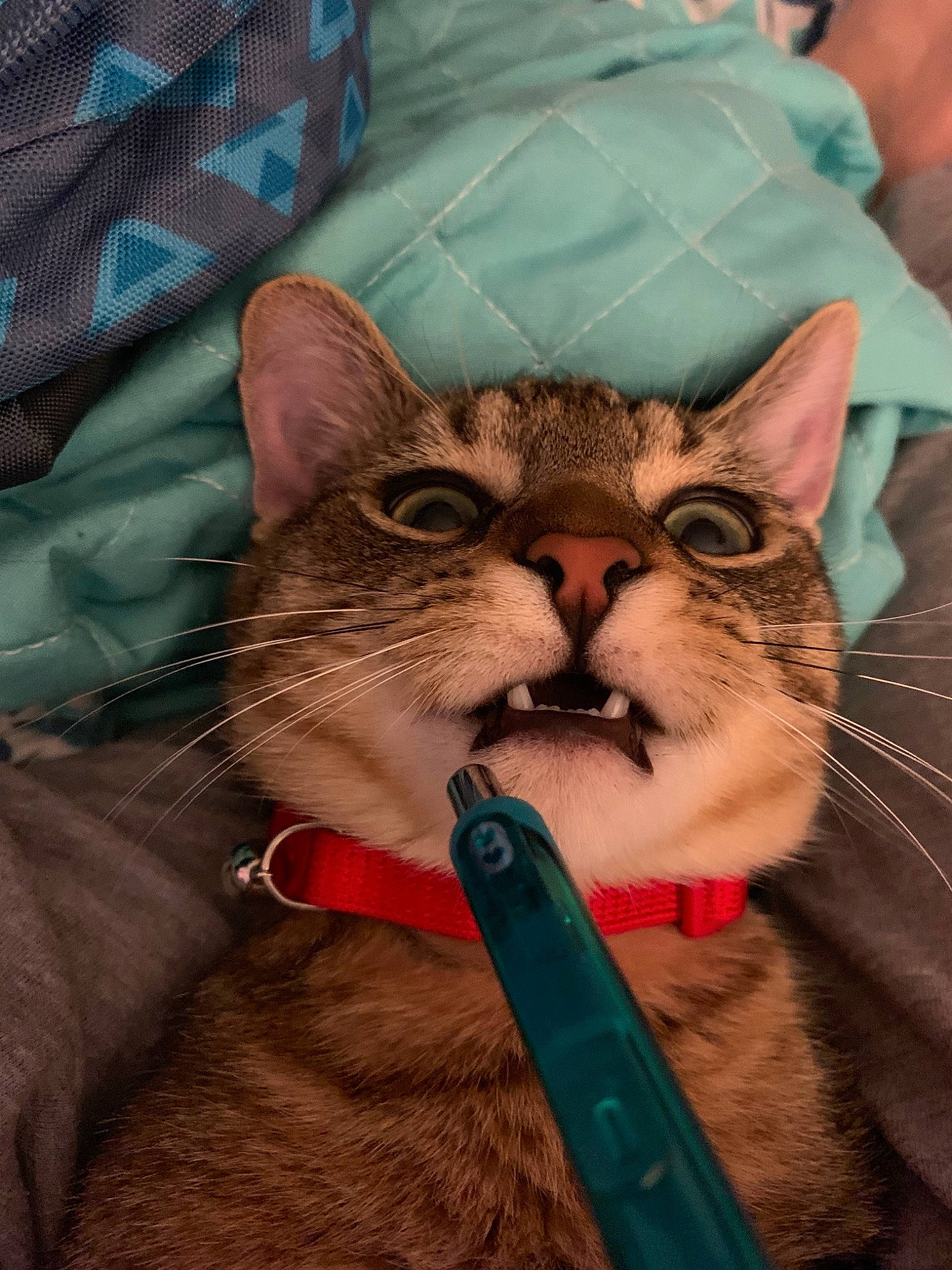 Forrest is registered to the contest to win money with this photo: american_shorthair, asian, carnivore, cat, chausie, domestic_short_haired_cat, european_shorthair, fawn, felidae, kitten, pixie_bob, small_to_medium_sized_cats, snout, tabby_cat, whiskers