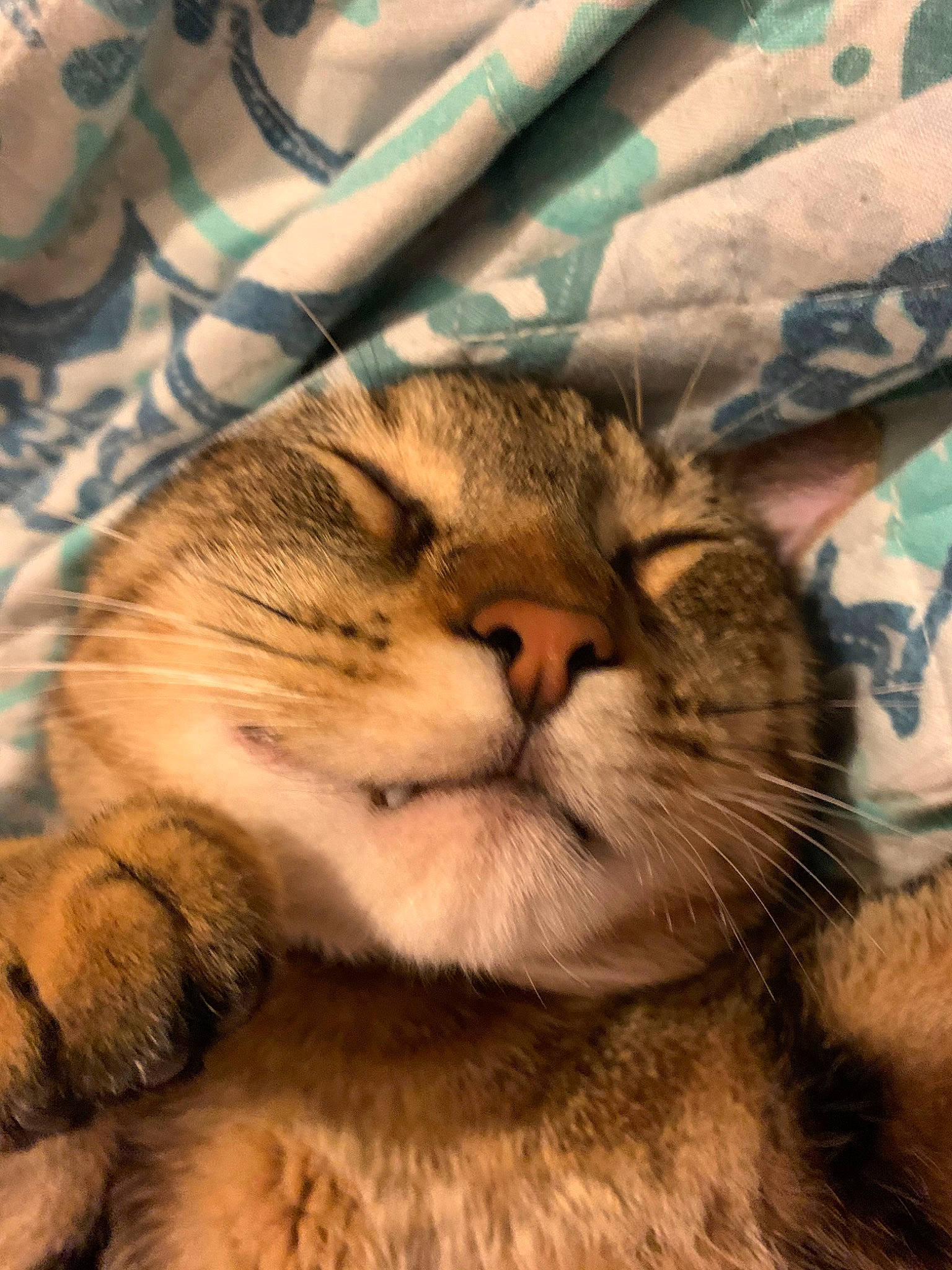 Forrest is registered to the contest to win money with this photo: aegean_cat, american_shorthair, asian, carnivore, cat, domestic_short_haired_cat, dragon_li, european_shorthair, felidae, fur, kitten, nap, nose, paw, pixie_bob, sleep, small_to_medium_sized_cats, snout, tabby_cat, whiskers