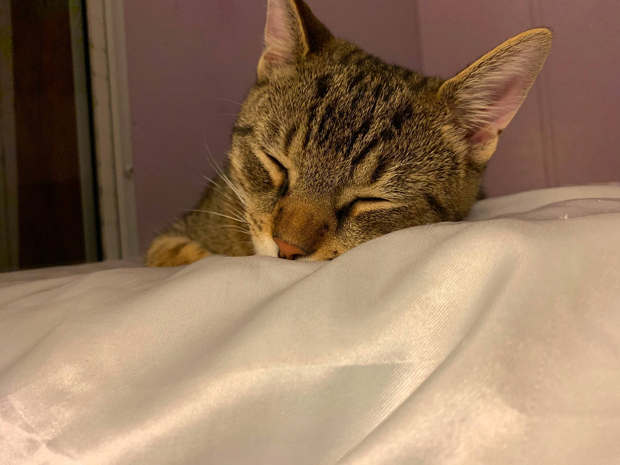 Forrest joined the competition — help win amazing prizes! aegean_cat, american_shorthair, asian, australian_mist, bengal, california_spangled, carnivore, cat, domestic_short_haired_cat, dragon_li, european_shorthair, felidae, mammal, nap, ocicat, pixie_bob, small_to_medium_sized_cats, snout, tabby_cat, whiskers