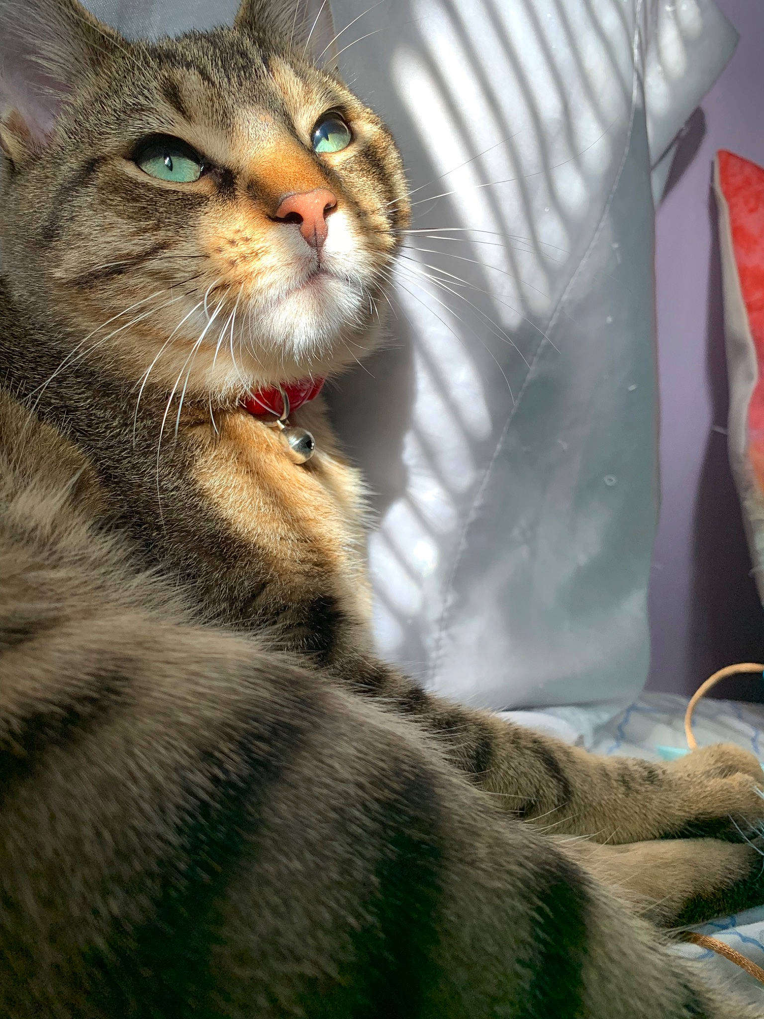 Forrest is registered to the contest to win money with this photo: aegean_cat, american_shorthair, american_wirehair, asian, australian_mist, carnivore, cat, chausie, domestic_short_haired_cat, dragon_li, european_shorthair, felidae, fur, mammal, pixie_bob, small_to_medium_sized_cats, snout, tabby_cat, vertebrate, whiskers