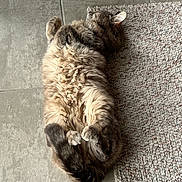 Jade a rejoint le concours — aidez-le/la à gagner de superbes lots ! cat, fluffy, lying_down, relaxed, paws, curled_paws, indoor, floor, tile, rug, mat, pet, feline, fur, domestic_animal, resting, cozy, home, cute, sleepy