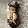 cat, fluffy, lying_down, relaxed, paws, curled_paws, indoor, floor, tile, rug, mat, pet, feline, fur, domestic_animal, resting, cozy, home, cute, sleepy
