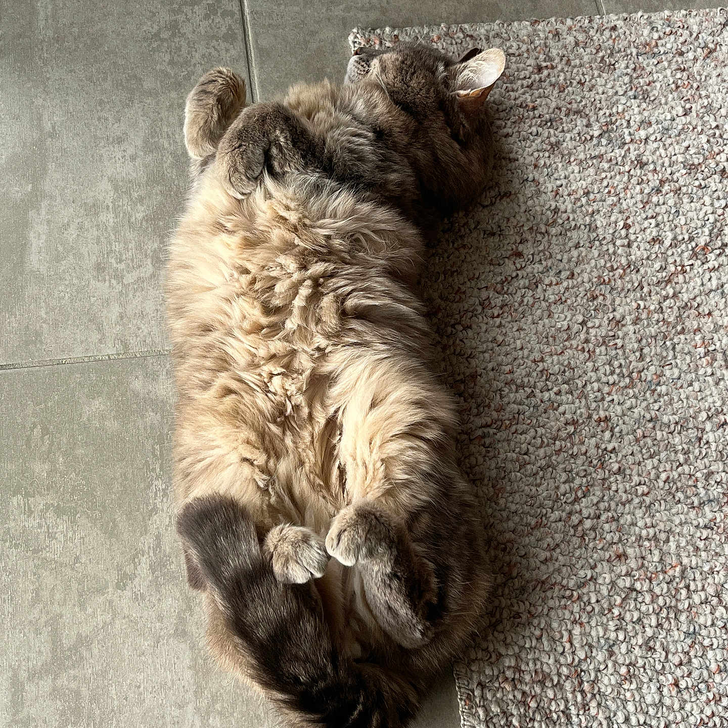 Jade a rejoint le concours — aidez-le/la à gagner de superbes lots ! cat, fluffy, lying_down, relaxed, paws, curled_paws, indoor, floor, tile, rug, mat, pet, feline, fur, domestic_animal, resting, cozy, home, cute, sleepy