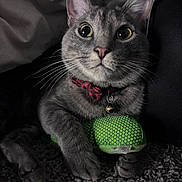 Smoky joined the competition — help win amazing prizes! cat, gray_cat, pet, wide_eyes, bow_tie, collar, toy, green_toy, carpet, indoor, close_up, whiskers, paw, feline, cute, curious, animal, domestic_cat, soft_texture, relaxed