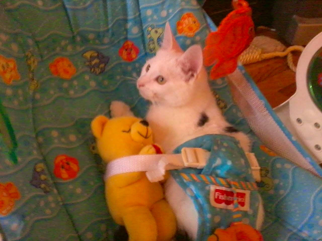 Gilbert is registered to the contest to win money with this photo: baby_toys, carmine, cat, donskoy, fawn, felidae, fur, pattern, paw, plastic, plush, room, small_to_medium_sized_cats, stuffed_toy, tail, toy, whiskers