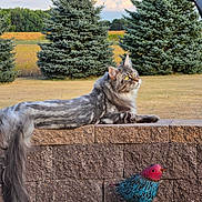 Sir Oscar Wilde-Cat joined the competition — help win amazing prizes! animals, bird, blue_sky, cat, clouds, colorful_bird, countryside, evergreen_trees, golden_field, grass, gray_cat, long_haired_cat, nature, outdoor, pine_trees, profile, resting, rural, stone_wall, wildlife