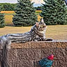 animals, bird, blue_sky, cat, clouds, colorful_bird, countryside, evergreen_trees, golden_field, grass, gray_cat, long_haired_cat, nature, outdoor, pine_trees, profile, resting, rural, stone_wall, wildlife