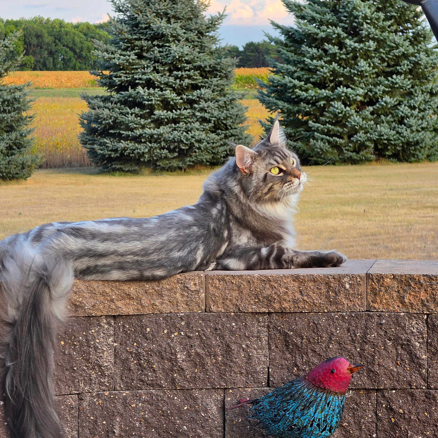 Sir Oscar Wilde-Cat