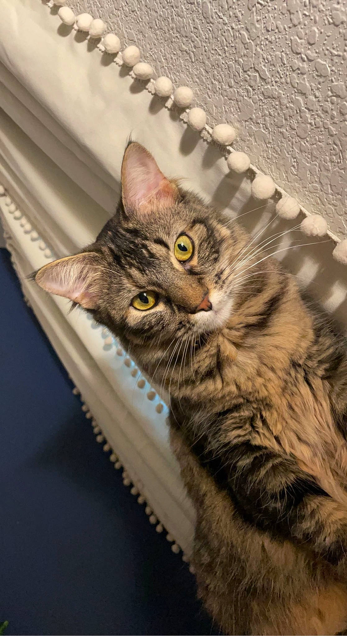 Delilah joined the competition — help win amazing prizes! carnivore, cat, claw, domestic_short_haired_cat, felidae, fur, iris, paw, small_to_medium_sized_cats, snout, tail, whiskers, wildlife
