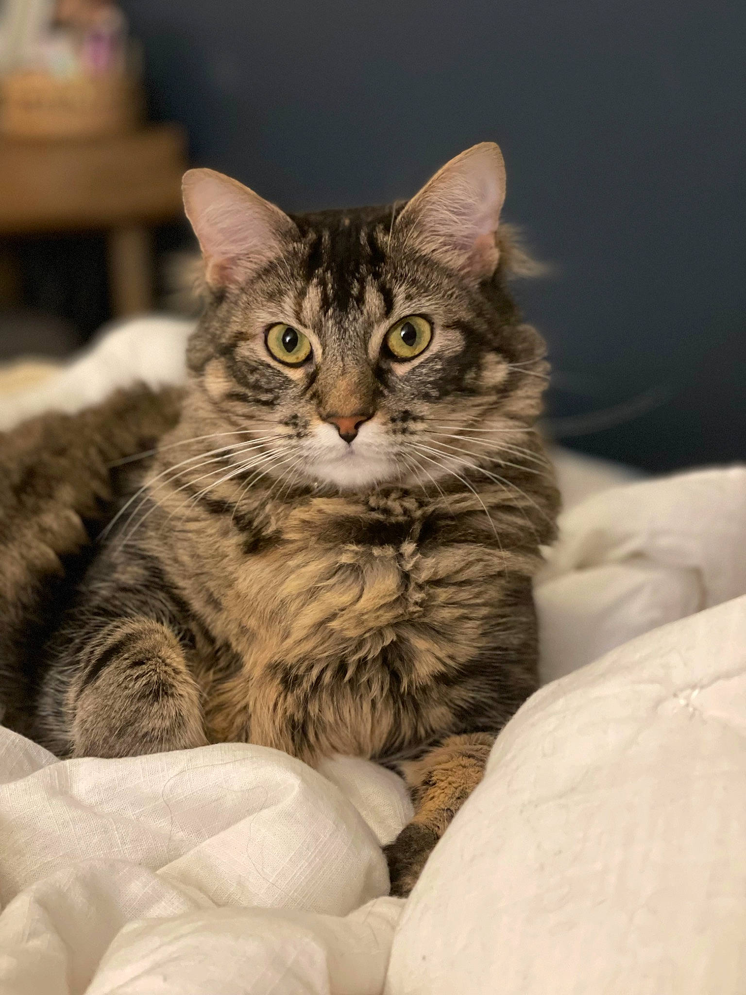 Delilah is registered to the contest to win money with this photo: carnivore, cat, claw, close_up, comfort, domestic_short_haired_cat, eye, felidae, fur, monochrome_photography, paw, sitting, small_to_medium_sized_cats, terrestrial_animal, whiskers, wildlife