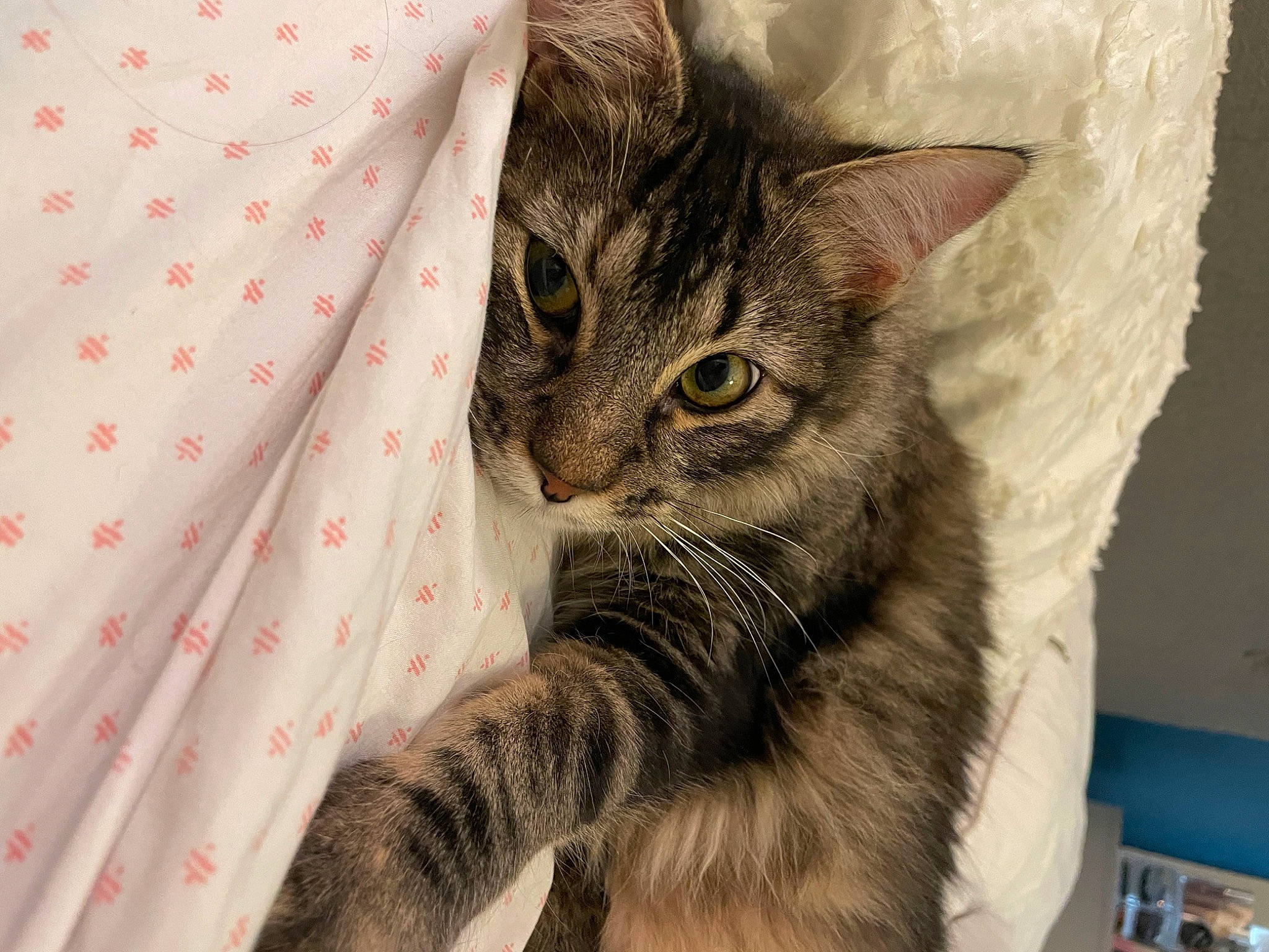 Delilah joined the competition — help win amazing prizes! carnivore, cat, claw, comfort, domestic_short_haired_cat, felidae, fur, pattern, paw, small_to_medium_sized_cats, snout, terrestrial_animal, whiskers