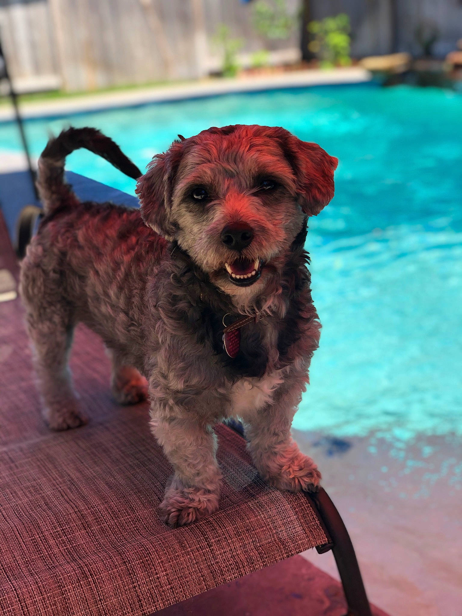 Charles is registered to the contest to win money with this photo: canidae, carnivore, collar, companion_dog, dog, dog_breed, dog_collar, fawn, labradoodle, leash, liver, snout, sporting_group, swimming_pool, tail, terrier, tropics, water, water_dog, working_animal