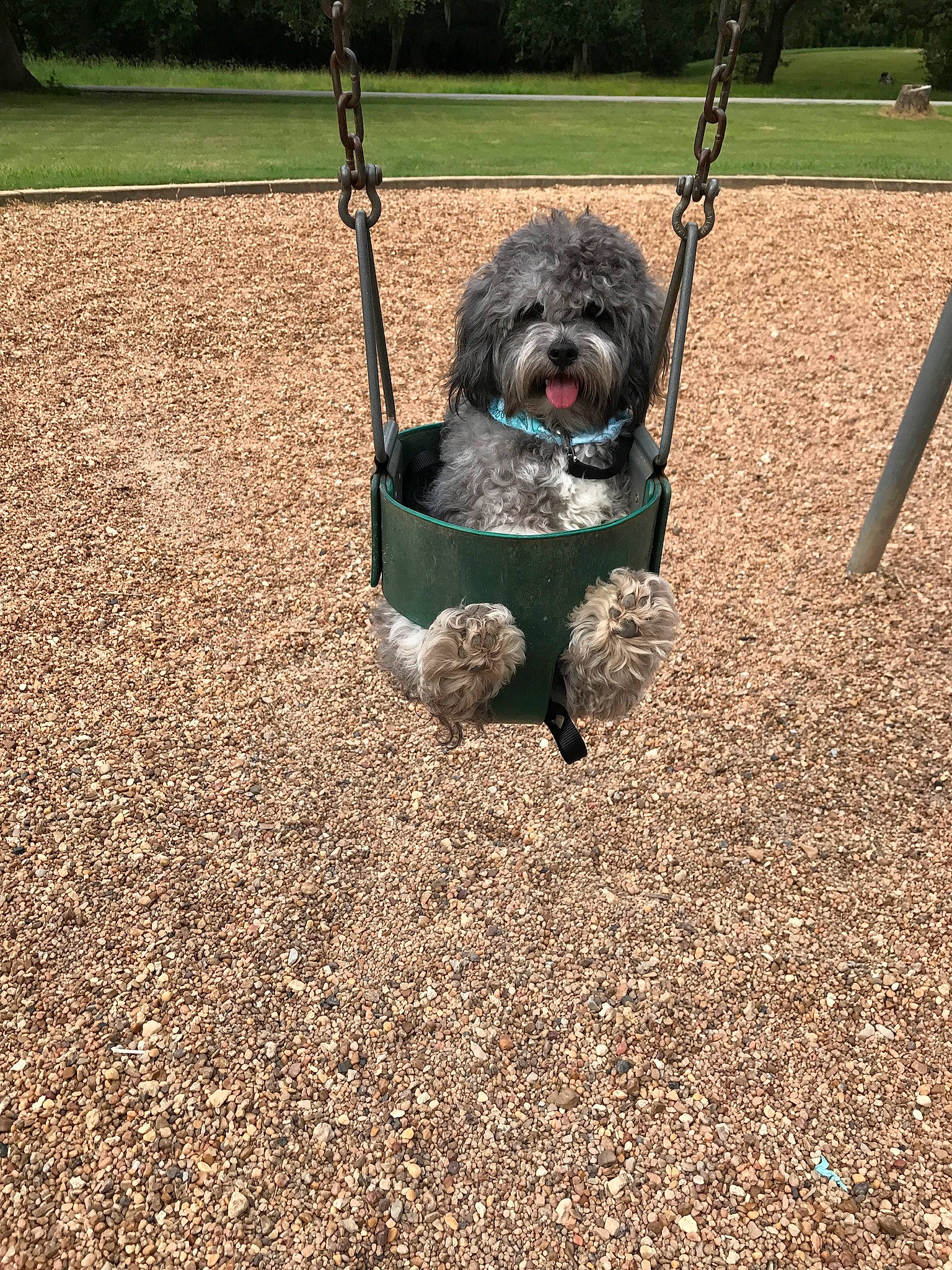 Charles is registered to the contest to win money with this photo: carnivore, collar, companion_dog, dog, dog_breed, dog_collar, dog_supply, fawn, grass, leash, pet_supply, plant, road_surface, small_terrier, snout, soil, sporting_group, terrier, toy_dog, working_animal