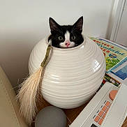 Biscuit is registered to the contest to win money with this photo: cat, kitten, vase, ceramic, black_and_white, wide_eyes, curious, indoor, table, smart_speaker, book, white, decor, household, cute, pet, feline, domestic_animal, sitting, still_life