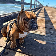 Kojack joined the competition — help win amazing prizes! animal, boardwalk, brown_dog, bulldog, canine, close_up, daytime, dog, leash, nature, ocean, outdoor, pet, shadow, sky, summer, sunlight, walking, water, wooden_pier