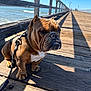 animal, boardwalk, brown_dog, bulldog, canine, close_up, daytime, dog, leash, nature, ocean, outdoor, pet, shadow, sky, summer, sunlight, walking, water, wooden_pier