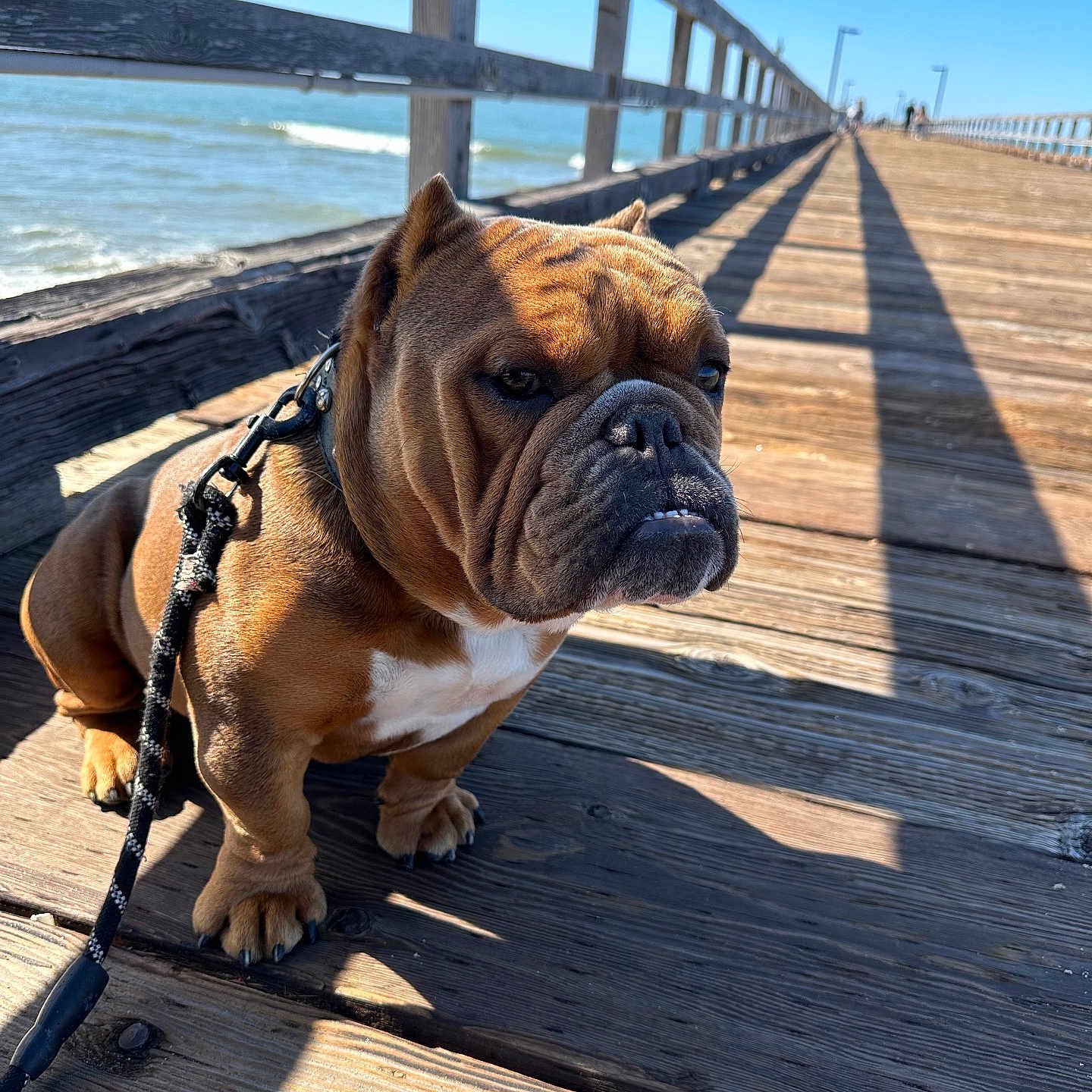 Kojack joined the competition — help win amazing prizes! animal, boardwalk, brown_dog, bulldog, canine, close_up, daytime, dog, leash, nature, ocean, outdoor, pet, shadow, sky, summer, sunlight, walking, water, wooden_pier