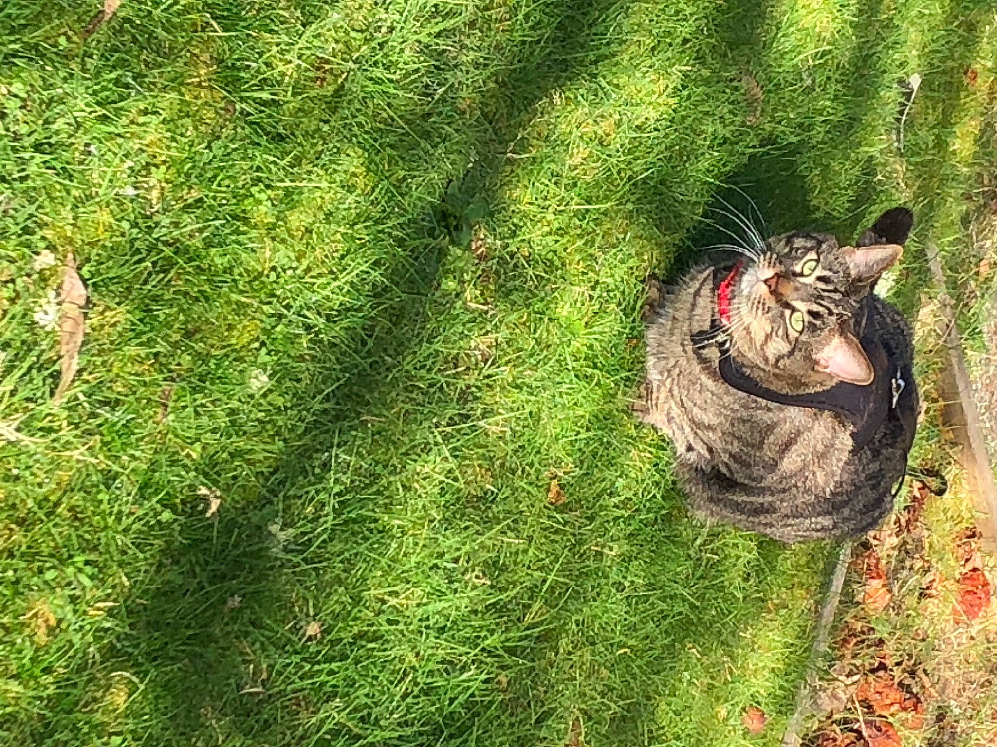 Milo is registered to the contest to win money with this photo: automotive_tire, botany, carnivore, cat, felidae, grass, grass_family, groundcover, lawn, leaf, plant, small_to_medium_sized_cats, snout, tail, terrestrial_animal, terrestrial_plant, tree, trunk, whiskers, wood