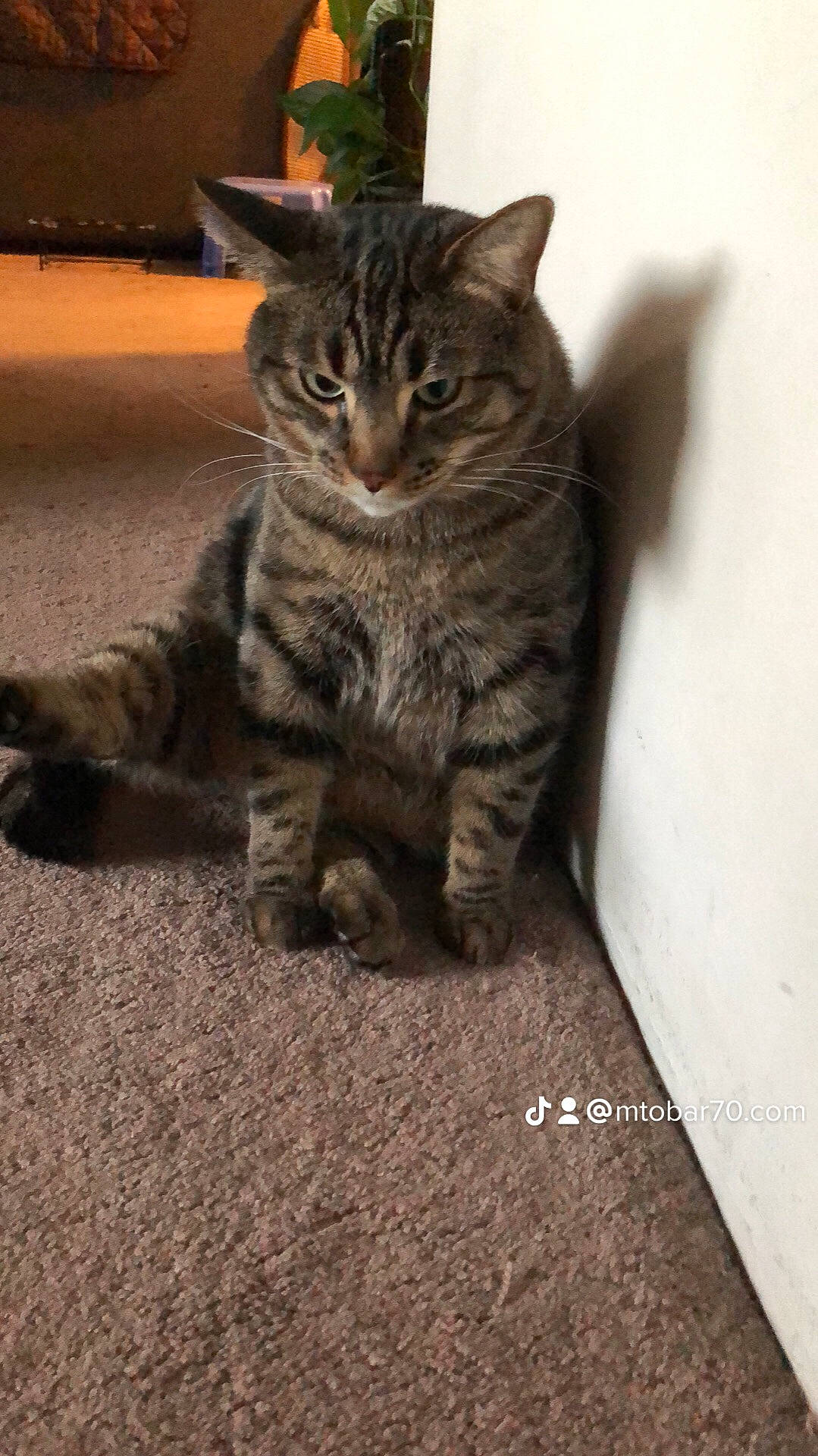 Milo is registered to the contest to win money with this photo: carnivore, cat, claw, domestic_short_haired_cat, felidae, flooring, fur, paw, photo_caption, road_surface, sitting, small_to_medium_sized_cats, snout, tail, terrestrial_animal, whiskers, wildlife