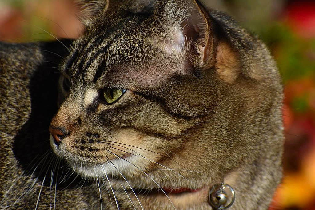 Milo is registered to the contest to win money with this photo: bobcat, carnivore, cat, close_up, collar, domestic_short_haired_cat, felidae, fur, grass, lynx, small_to_medium_sized_cats, snout, terrestrial_animal, tree, whiskers, wildlife, window